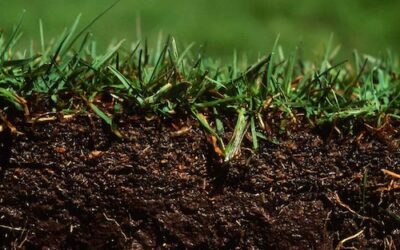 Strengthening Your Lawn’s Root System in Spring in Central Virginia